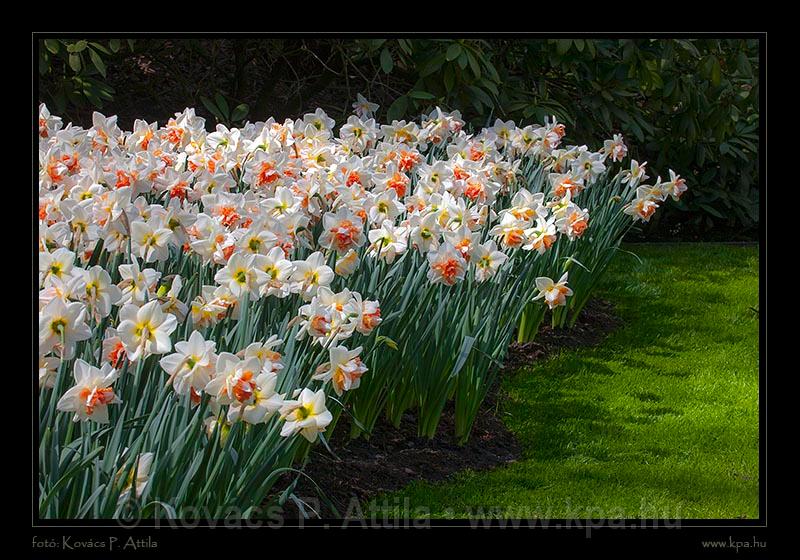 Keukenhof Hollandia 015.jpg